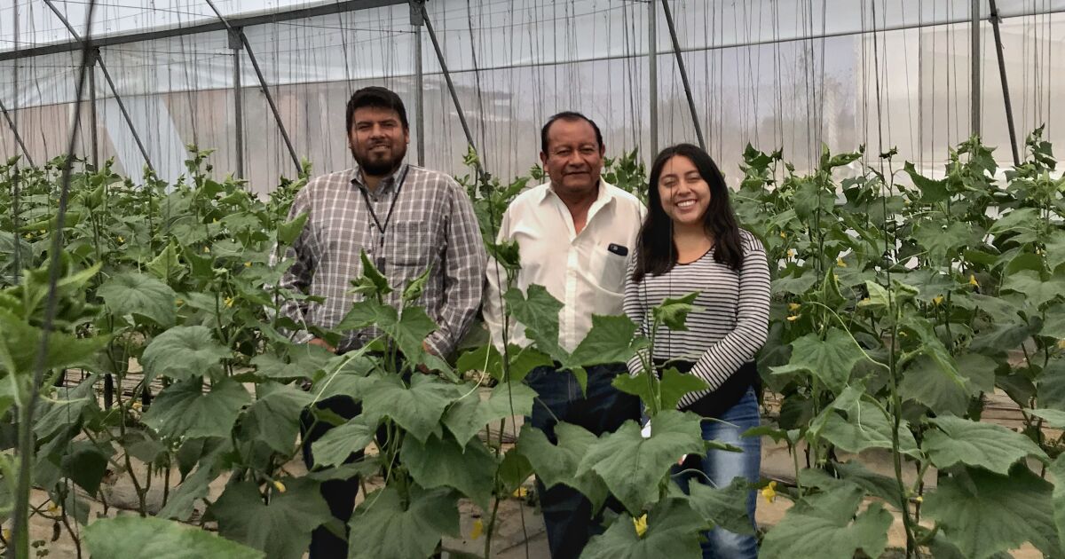 UBER DEL CAMPO: IA Y AGRÓNOMOS REVOLUCIONAN LA AGRICULTURA MEXICANA