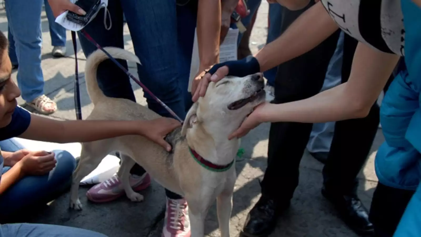 marcha pro perros #YoSoyCan26