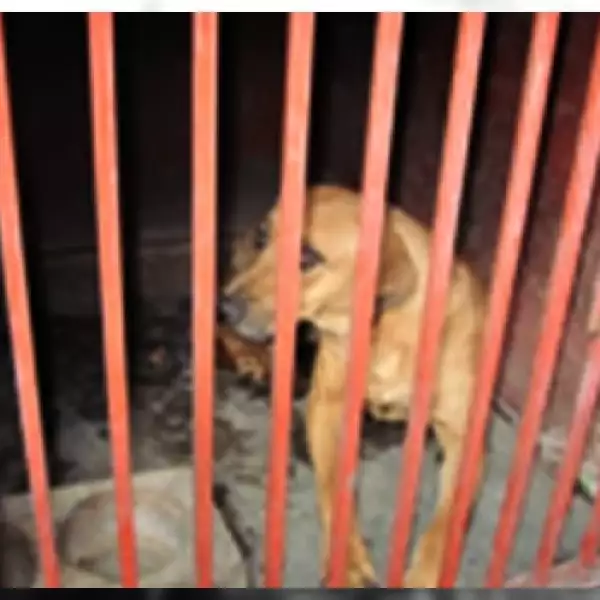 perros iztapalapa 9