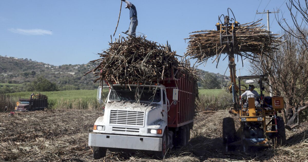 ABD Meksika'yı tatlandıracak;  Altı yılın en büyük şeker sevkiyatına doğru gidiyor