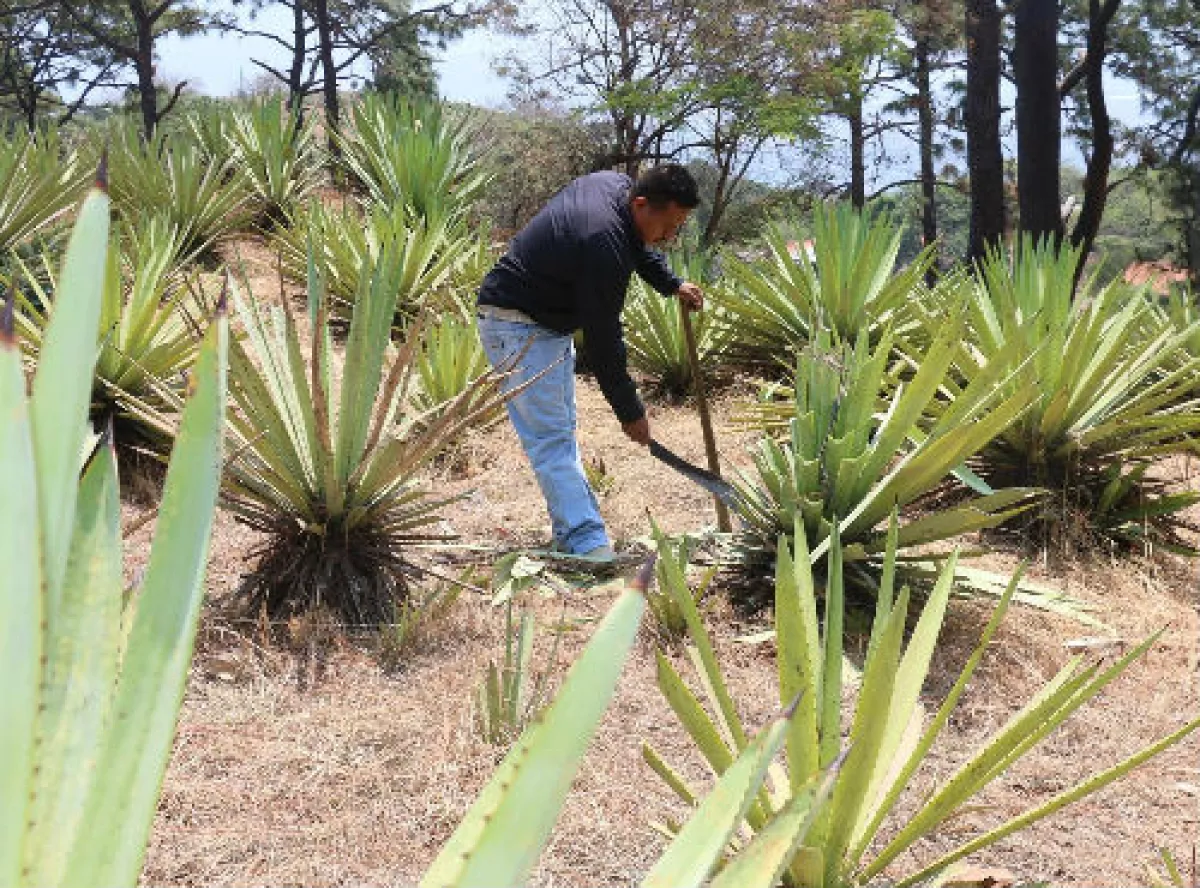 agave mezcalero