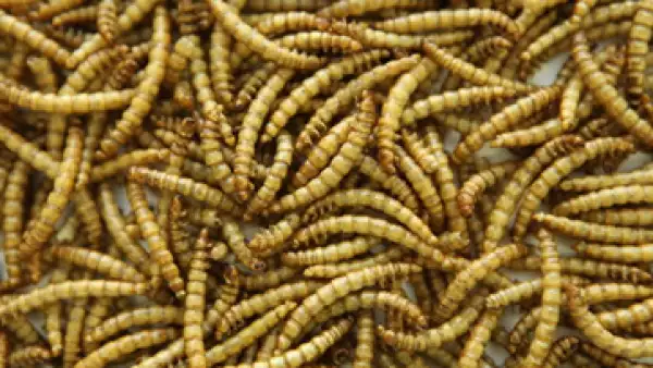 La ONU destaca que 2,000 millones de personas en el mundo complementan sus dietas con insectos. (Foto: Getty Images)