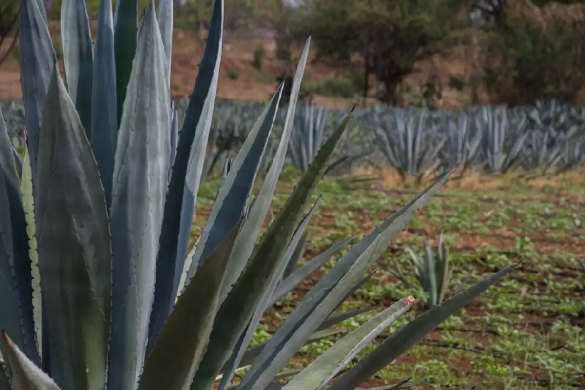 Maguey