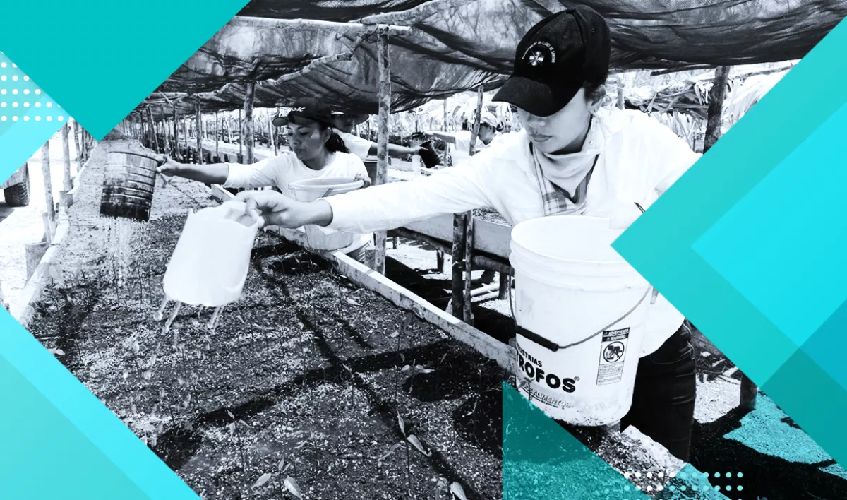 Programas sociales AMLO