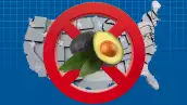 aguacate mexicano en estados unidos