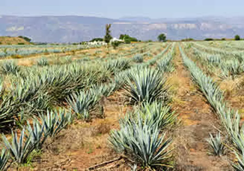 José Cuervo controla cerca del 29% del mercado global de tequila. (Foto: Photos to Go)