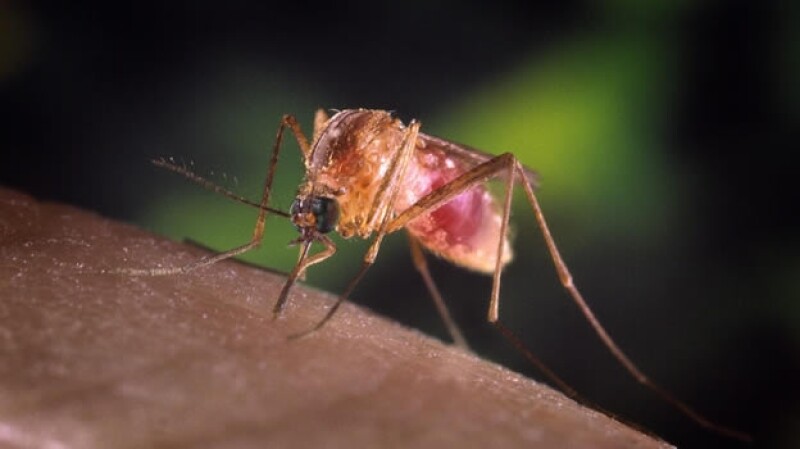 mosquito virus del nilo occidental