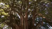 Un árbol ahuehuete