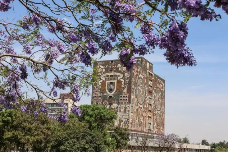 Un árbol de jacarandas en Ciudad Universitaria, con el edificio de la Biblioteca Central de la UNAM al fondo.