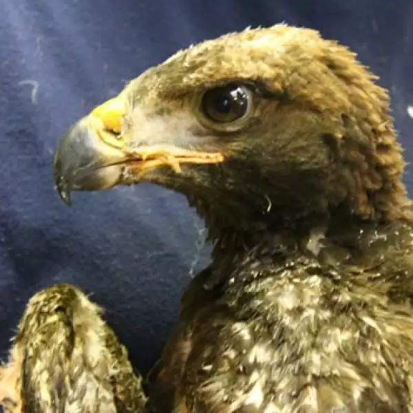 Un águila sobrevive a un incendio