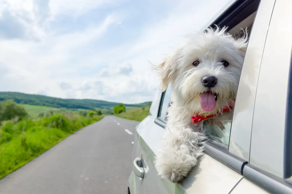 tips-viajar-con-perro-auto
