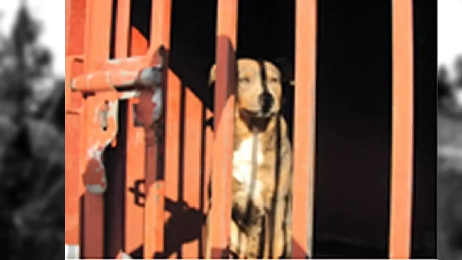 perros iztapalapa 11