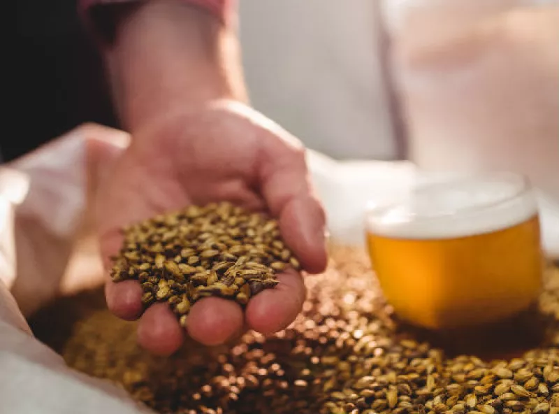 cerveza y granos