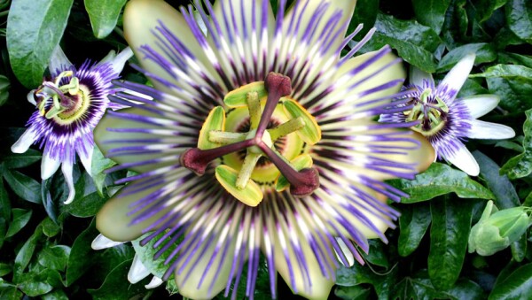 Pasiflora