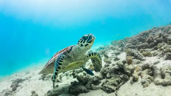 Rare underwater encounter with Critically Endangered Hawksbill Sea Turtle (Eretmochelys imbricata)