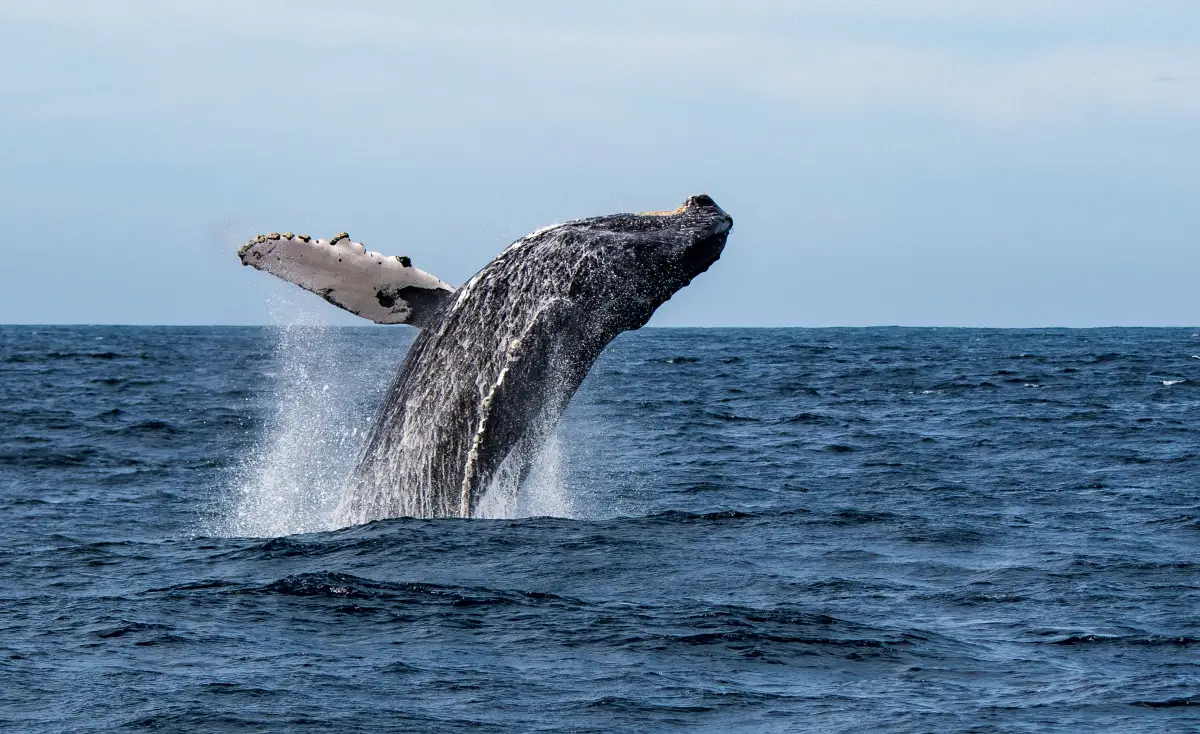 ¿Dónde ver ballenas en México? Estos destinos son ideales