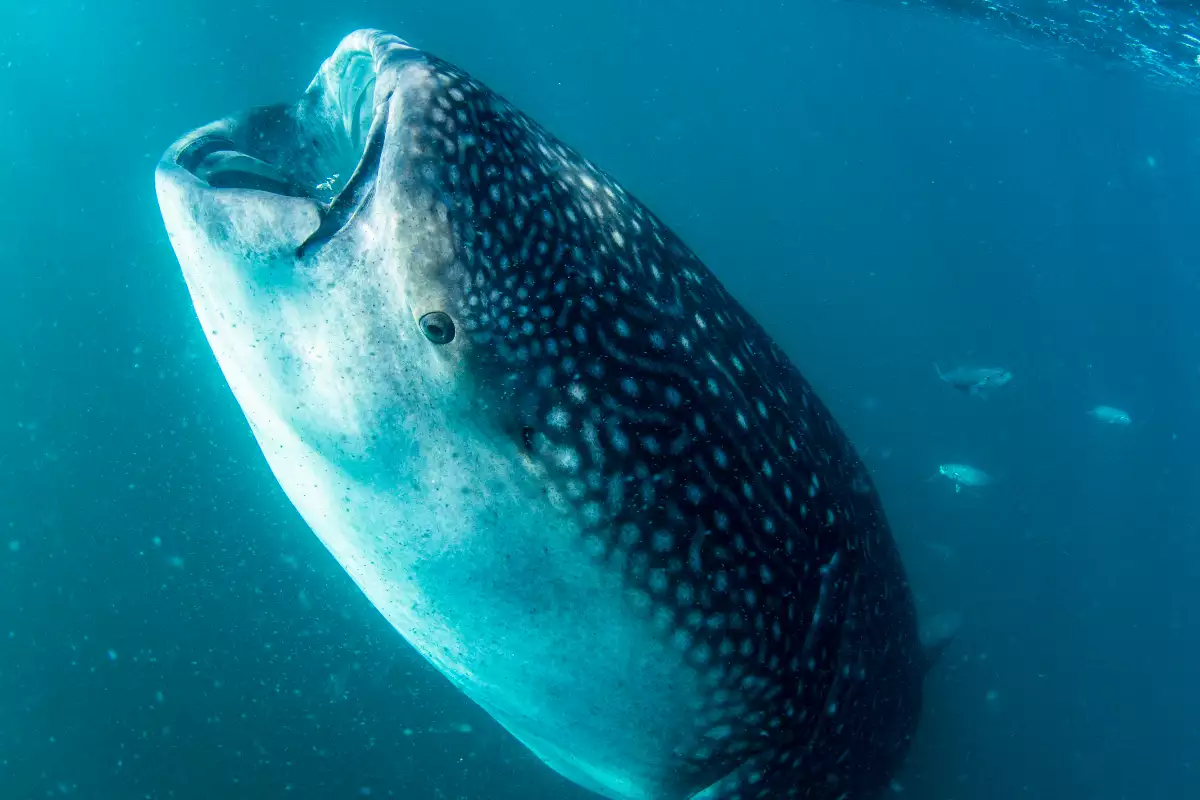 foto de un tiburón ballena bajo el agua con la boca abierta