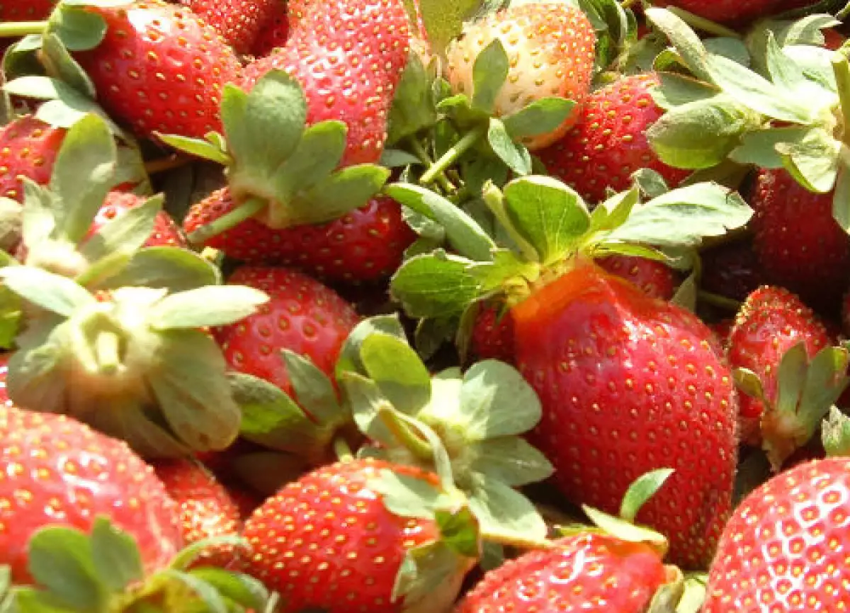 fresas