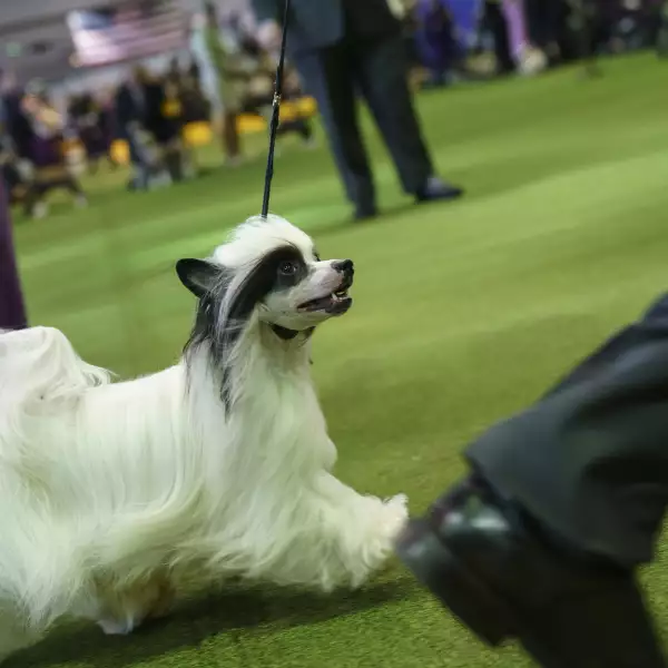 Dog Show