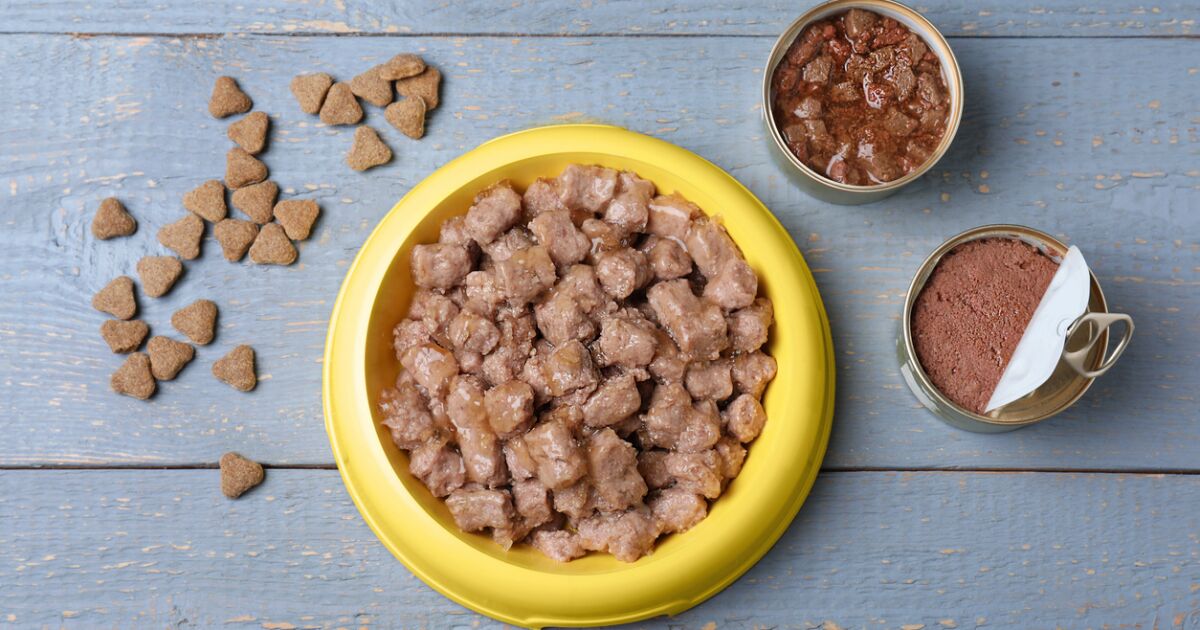 Consumo de alimentos premium para mascotas crece 10.5% en México