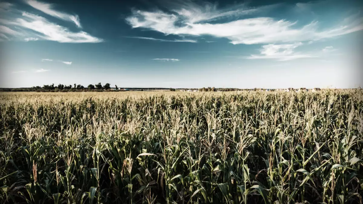Campo