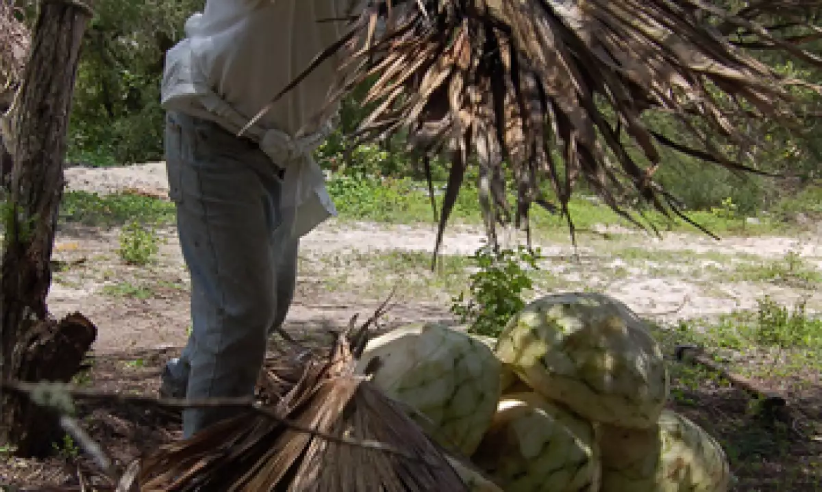 mezcal_mexico