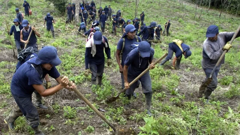 Colombia - cultivos coca