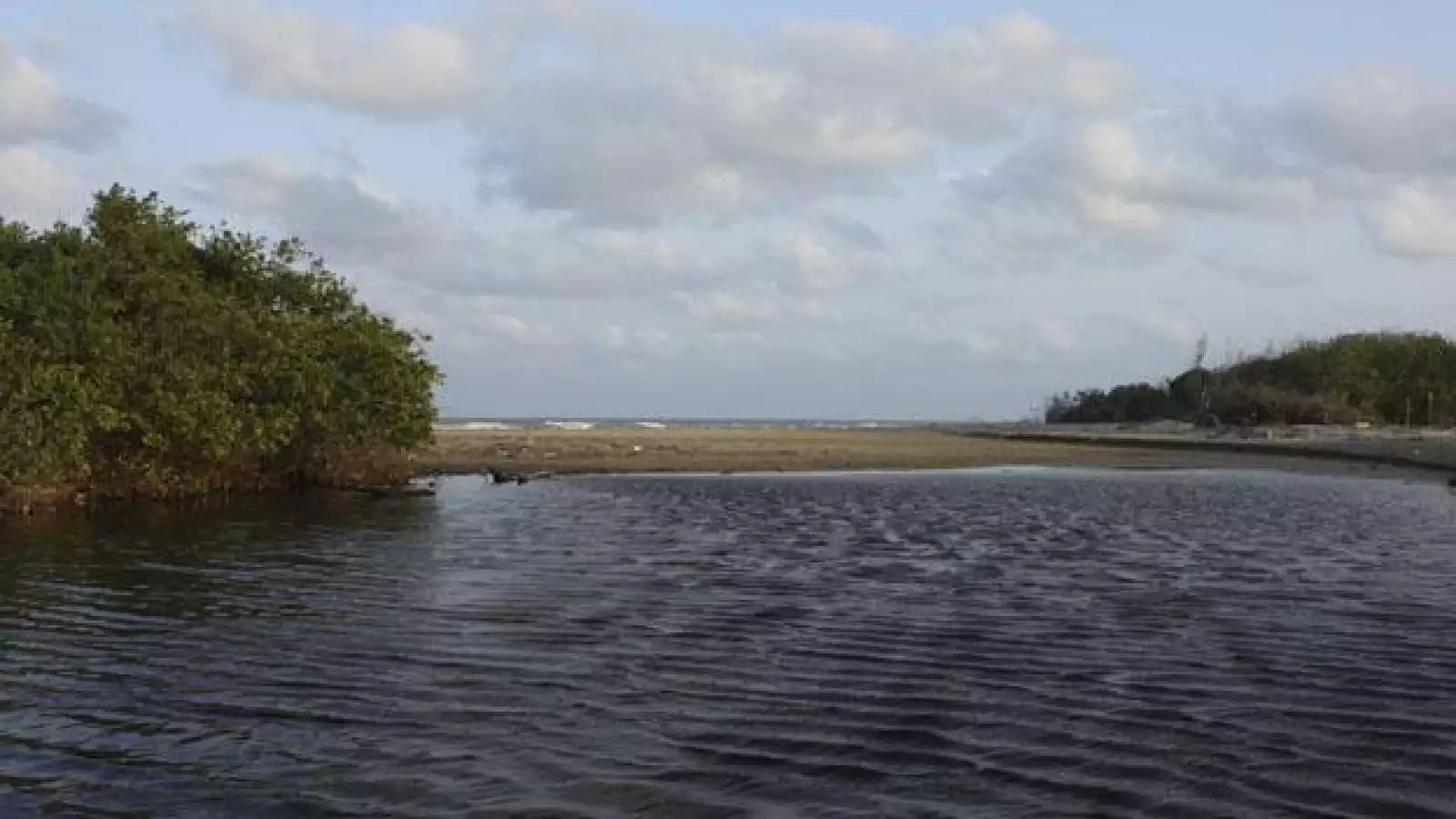 Los manglares son los riñones del planeta