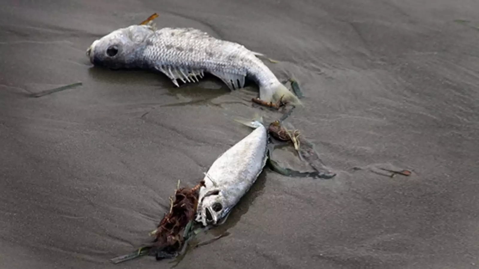 dia mundial de los oceanos 06