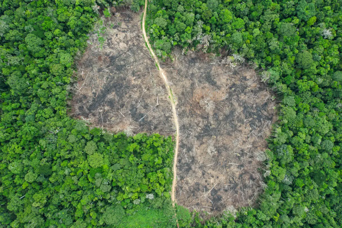 Amazonia e incendios