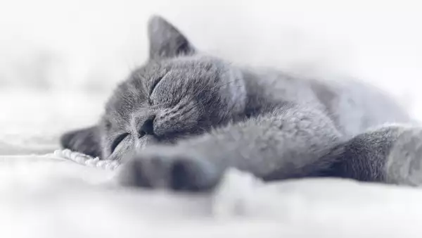 Gatos