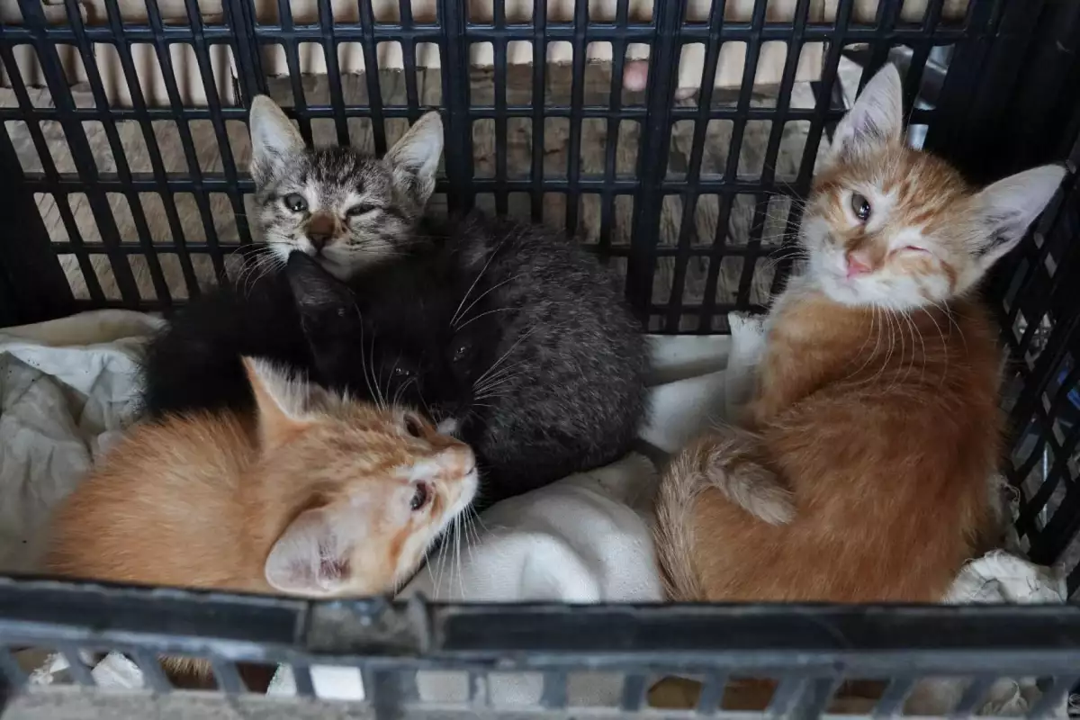 Vacunación antirrábica perros gatos Iztapalapa -08