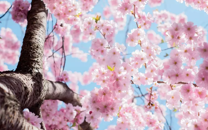 estocolmo-cherry-blossom.jpg