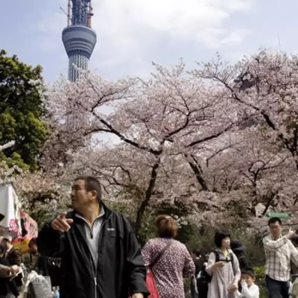 Japón - cerezos - no nuclear