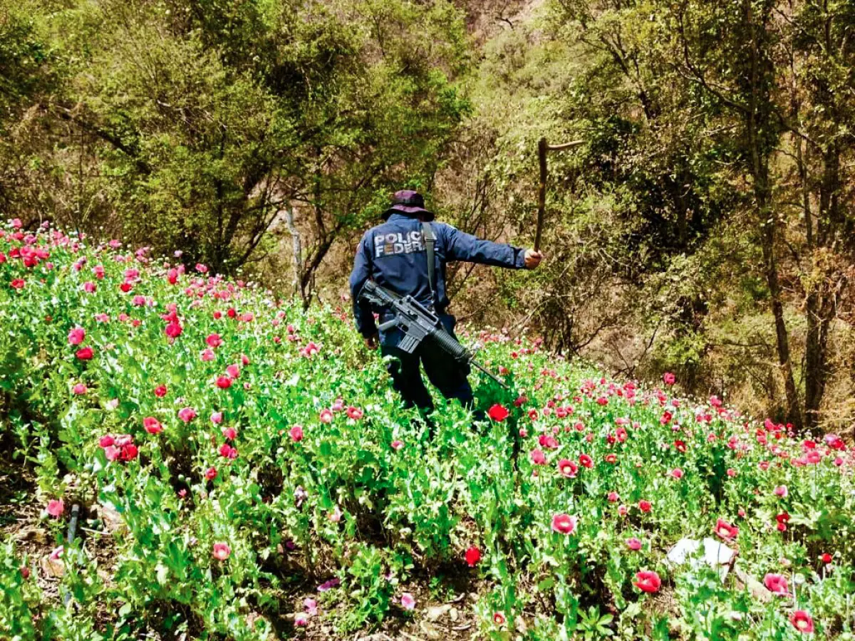 Amapola