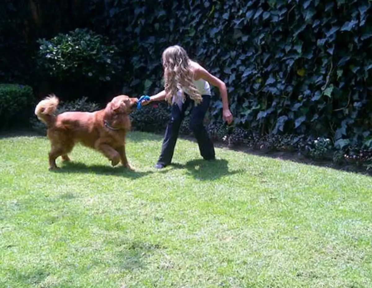 Su nombre era Fido, un golden retriever que tenía seis años viviendo con la conductora de Televisa Deportes.