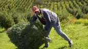 de-donde-vienen-los-arboles-de-navida