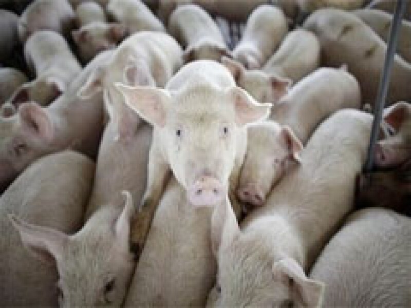 No se ha determinado la cantidad de cerdos infectados con el virus de la influenza humana en la granja canadiense. (Foto: AP)