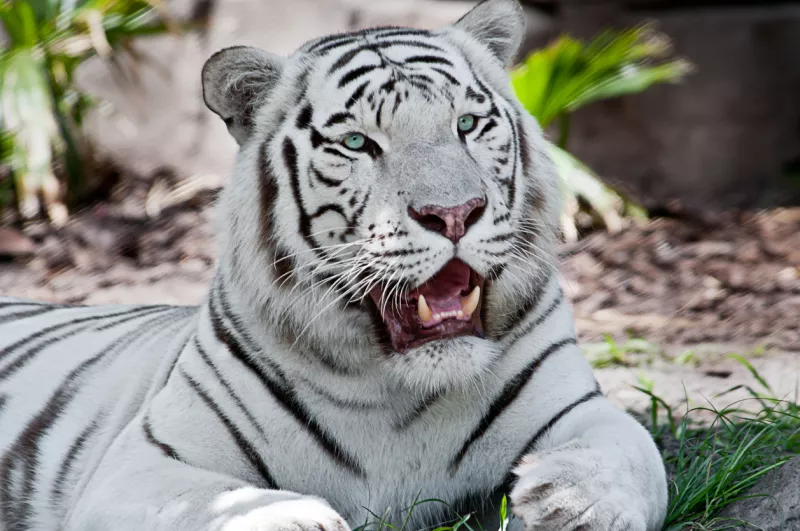 Tigre blanco