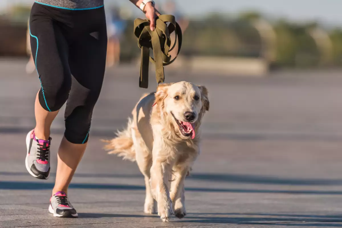alcaldia-coyoacan-primer-maraton-canino-2023