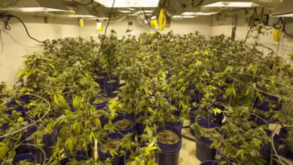 Legisladores de izquierda impulsan en México una regulación del consumo. (Foto: Getty Images)