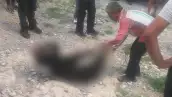 matan-oso-coahuila
