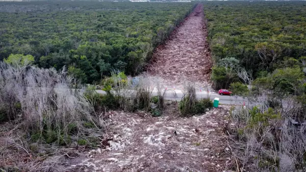 Cómo marcha la deforestación en los estados de la ruta del Tren Maya