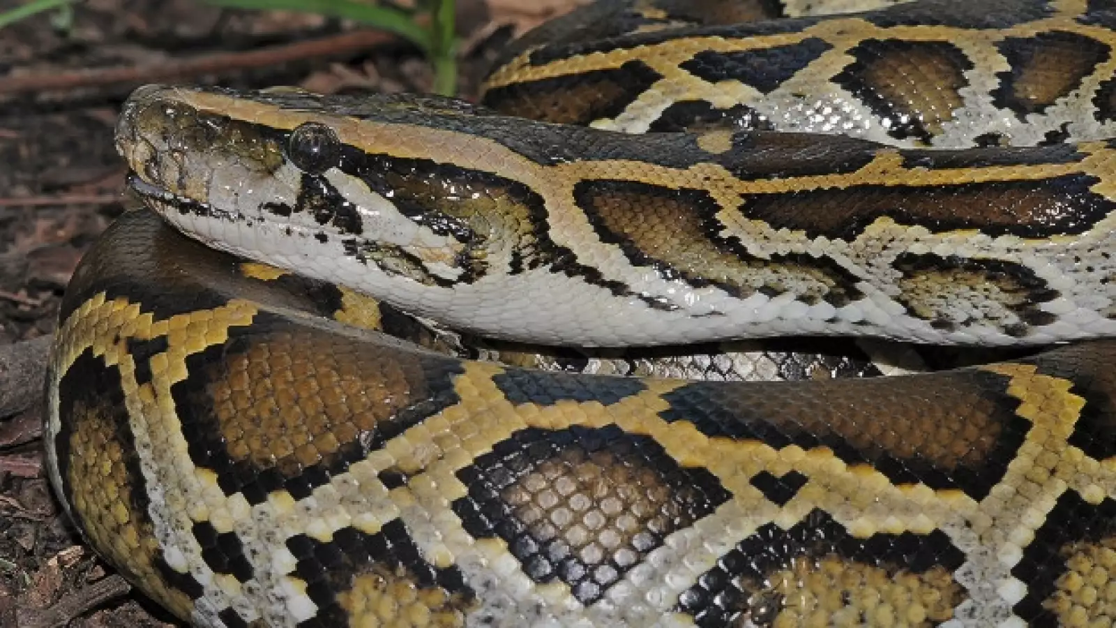 pitón de burmesa especies amenazadas
