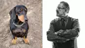 Polémica de Pedro Sola impulsa ley: promover maltrato animal podría costar hasta cuatro años de cárcel