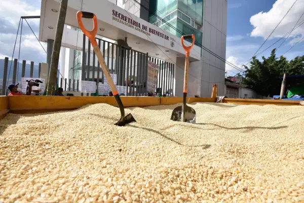 En 2020, productores y campesinos se manifestaron en las oficinas de la Secretaría del Bienestar para exigir los pagos del programa "Producción para el Bienestar", pues acusaron que solo recibieron las tarjetas pero no tenían saldo. (Foto: Cuartoscuro)