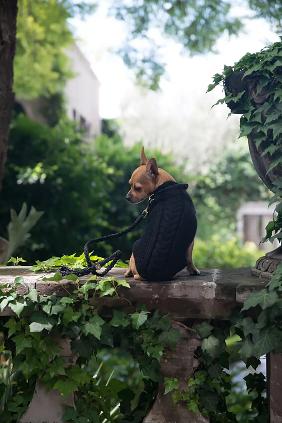 Micho, chihuahua de Laura Kirar