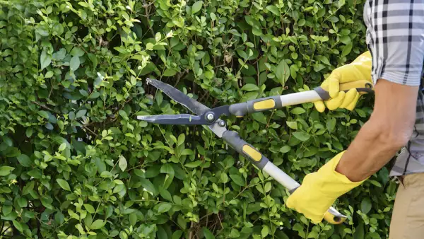 Gardener Trimming Hedge In Garden