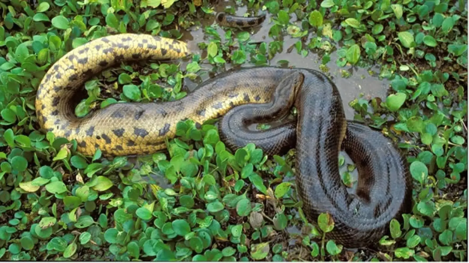 nuevas especies amazonas