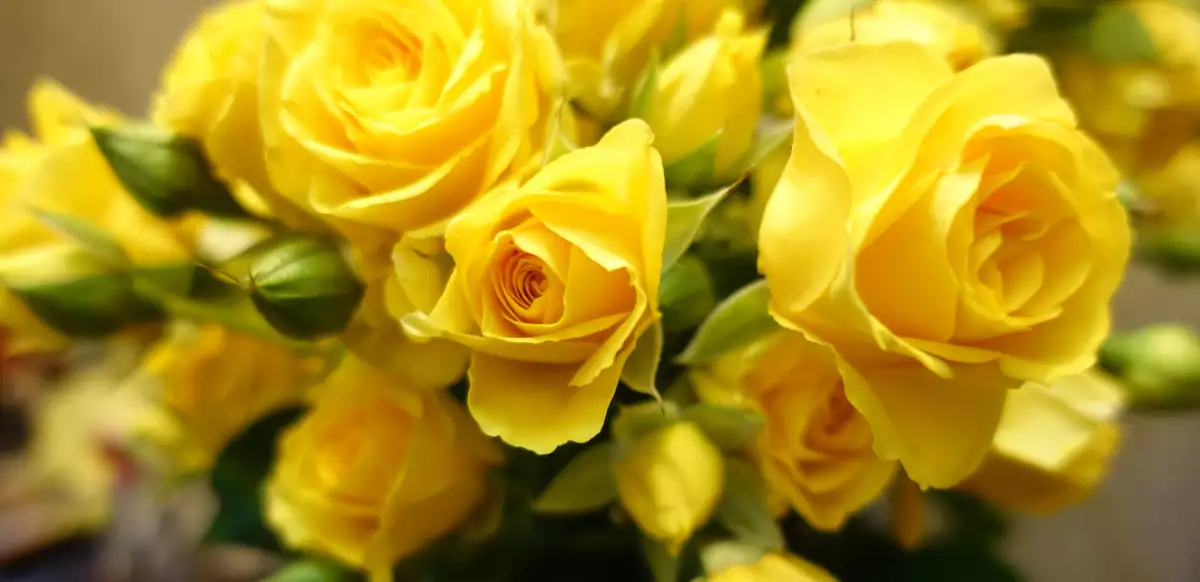 ¿Por qué se regalan flores amarillas el 21 de septiembre? Este es su significado